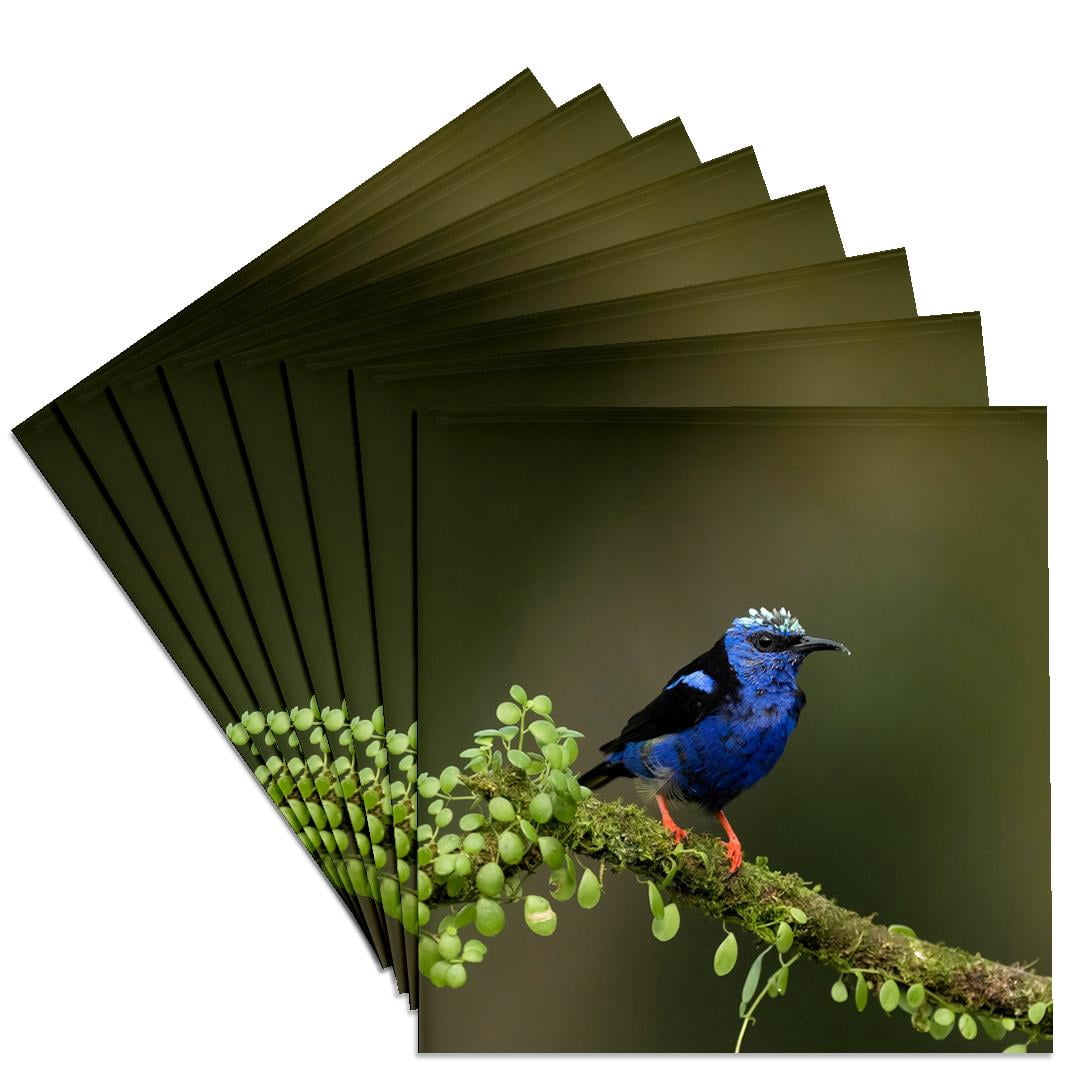 3drose, Red-legged Honeycreeper, Costa Rica, Central America, Set of 8 ...