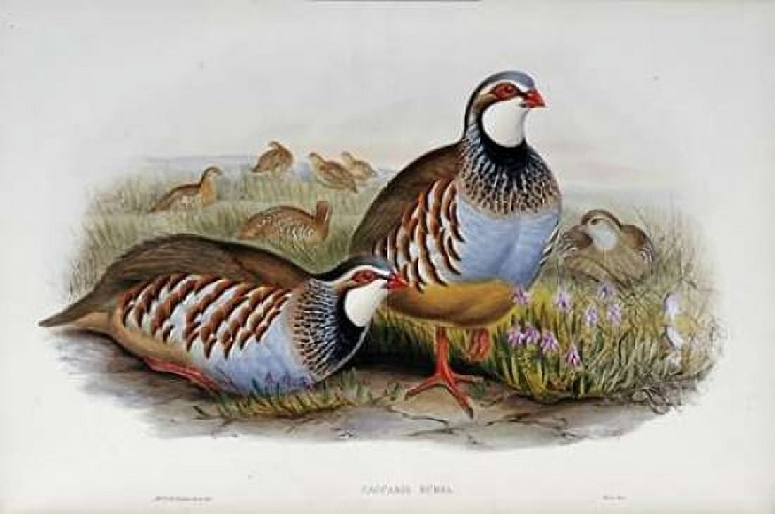 Red Legged Partridges Canvas Art - John Glover (12 x 18)