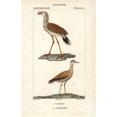 thumbnail image 1 of Red-Legged Seriema Cariama Cristata And Cream-Coloureda Poster Print By ?? Florilegius Mary Evans, 1 of 3