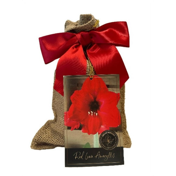 Red Lion Amaryllis Bulb in Burlap Gift Bag Amaryllis Bulb!! Easy to Grow Bulbs--Includes Growing Medium--Great Holiday Gift!!!