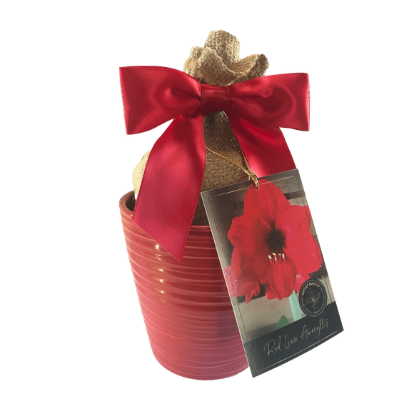 Red Lion Amaryllis Bulb in a Red Ceramic Pot, With a Burlap Sack, a Red Ribbon and a Professional Growing Medium