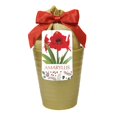 thumbnail image 1 of Red Lion Amaryllis Grow Kit in Gold Ceramic Pot, 1 of 2
