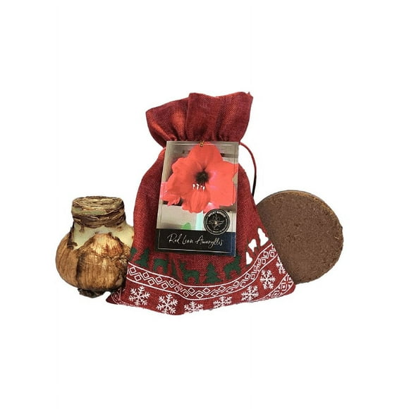 Red Lion Amaryllis Holiday Gift Growing Kit, Includes a Red Gift Bag, Red Lion Amaryllis Bulb, & Professional Growing Medium