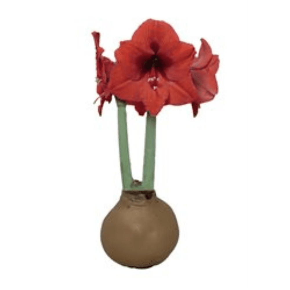 Red Lion Gold Waxed Jumbo Amaryllis Bulb - Immediate Shipping for Holiday Blooms