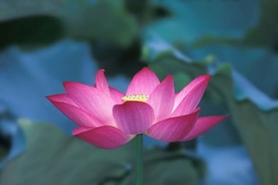 Red Lotus Flower Hangzhou Zhejiang Province China Canvas Art - Keren Su DanitaDelimont (36 x 24)