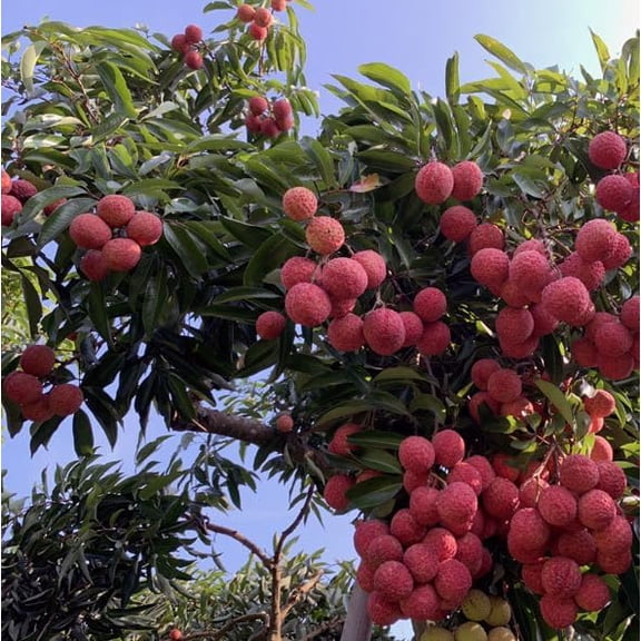 Red Lychee Trees Live Plants 4" Pot, Lychee Fruit Tree Sweet Fruits Plant 5-7" Tall