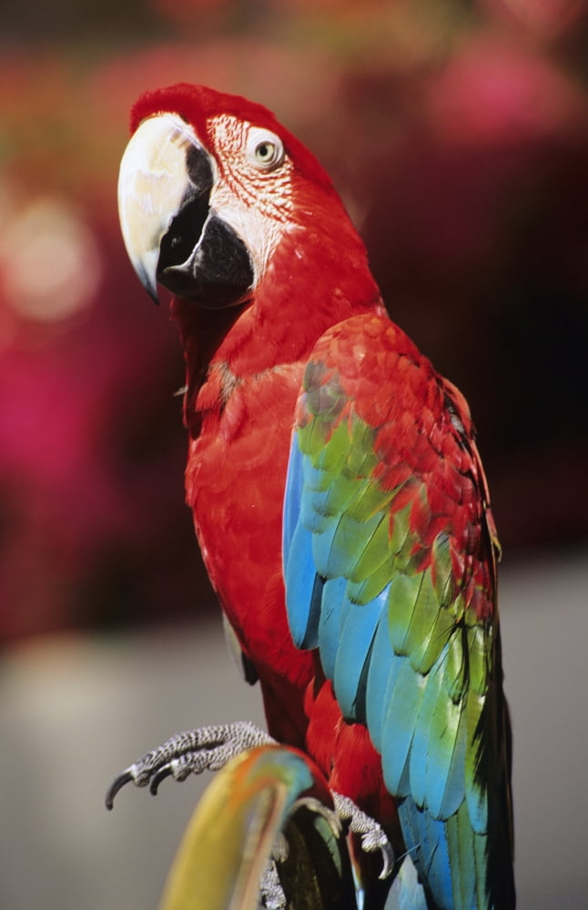 Red Macaw Parrot Closeup Canvas Art - Bill Schildge  Design Pics (11 x 18)