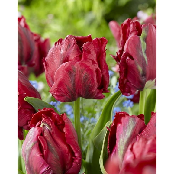 Red Madonna Parrot Tulip Bulbs for Planting - Easy to Grow Perennial Tulips (10 Bulbs)
