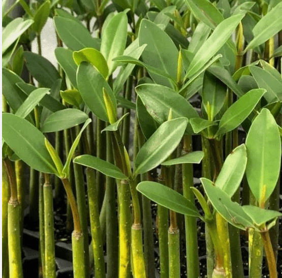 Red Mangrove (Rhizophora mangle) – Live Plant for Aquariums, Paludariums, Brackish & Saltwater Tanks