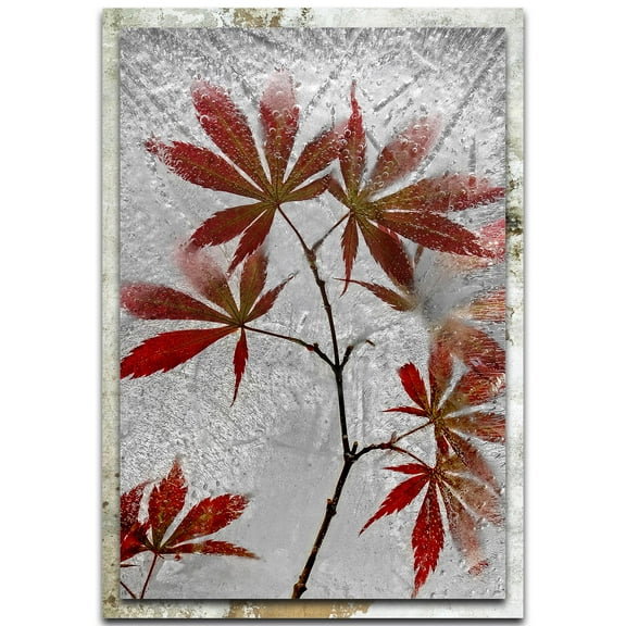 Red Maple Distressed Frame
