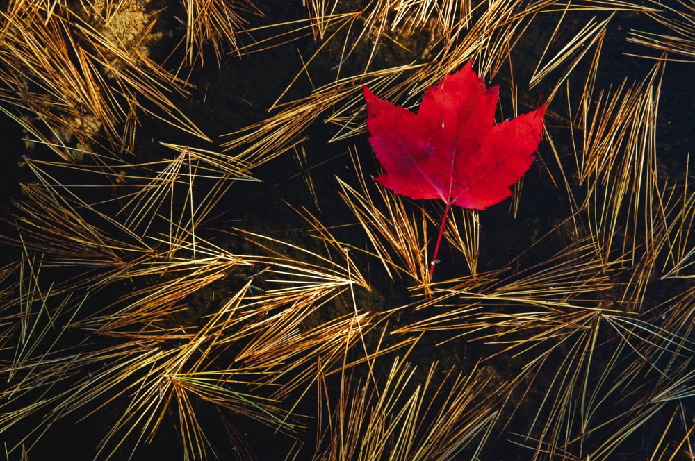 Red Maple Leaf On Pine Needles In Pool Of Water Killarney Provincial Park Ont Canvas Art - Mike Grandmaison Design Pics (18 x 12)