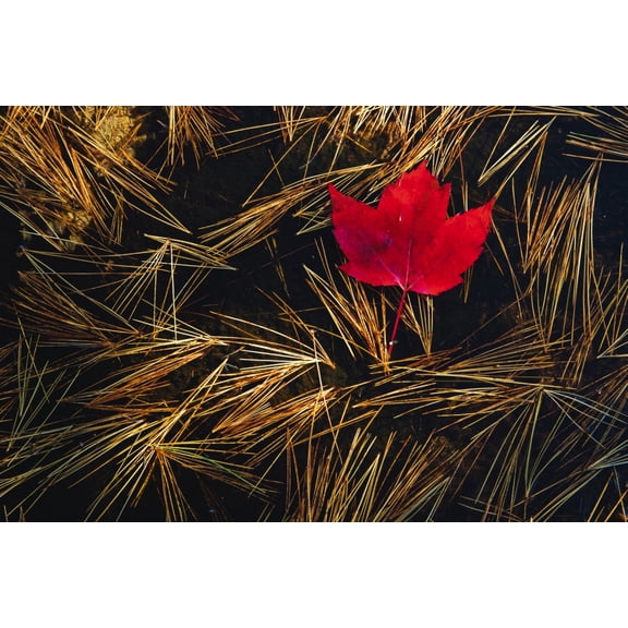 Red Maple Leaf On Pine Needles In Pool Of Water Killarney Provincial Park Ont Canvas Art - Mike Grandmaison Design Pics (18 x 12)