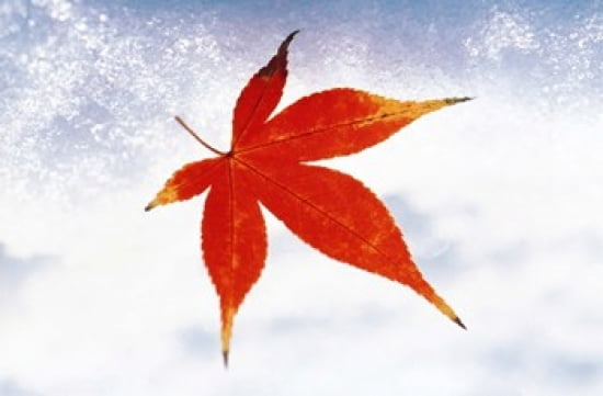 Red Maple Leaf against White Background Canvas Art - Panoramic Images (36 x 24)