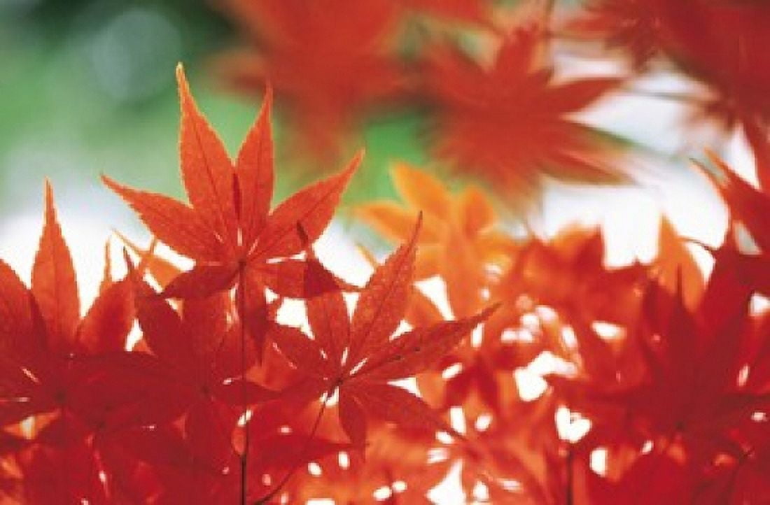 Red Maple Leaves Canvas Art - Panoramic Images (16 x 11)