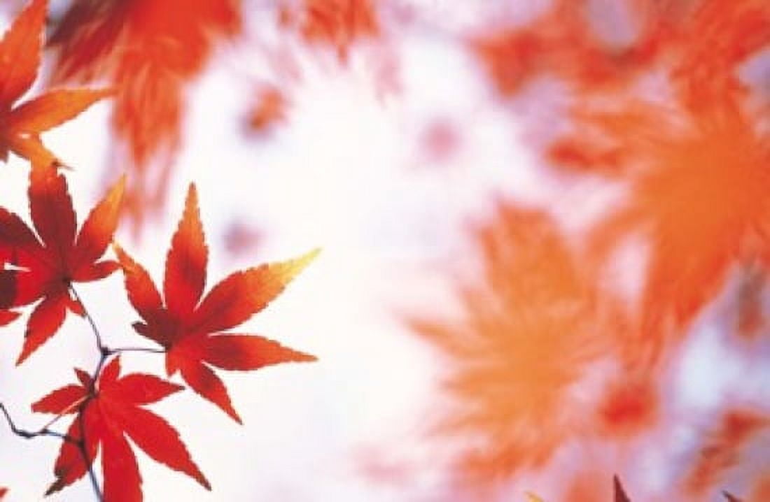 Red Maple Leaves Canvas Art - Panoramic Images (16 x 11)