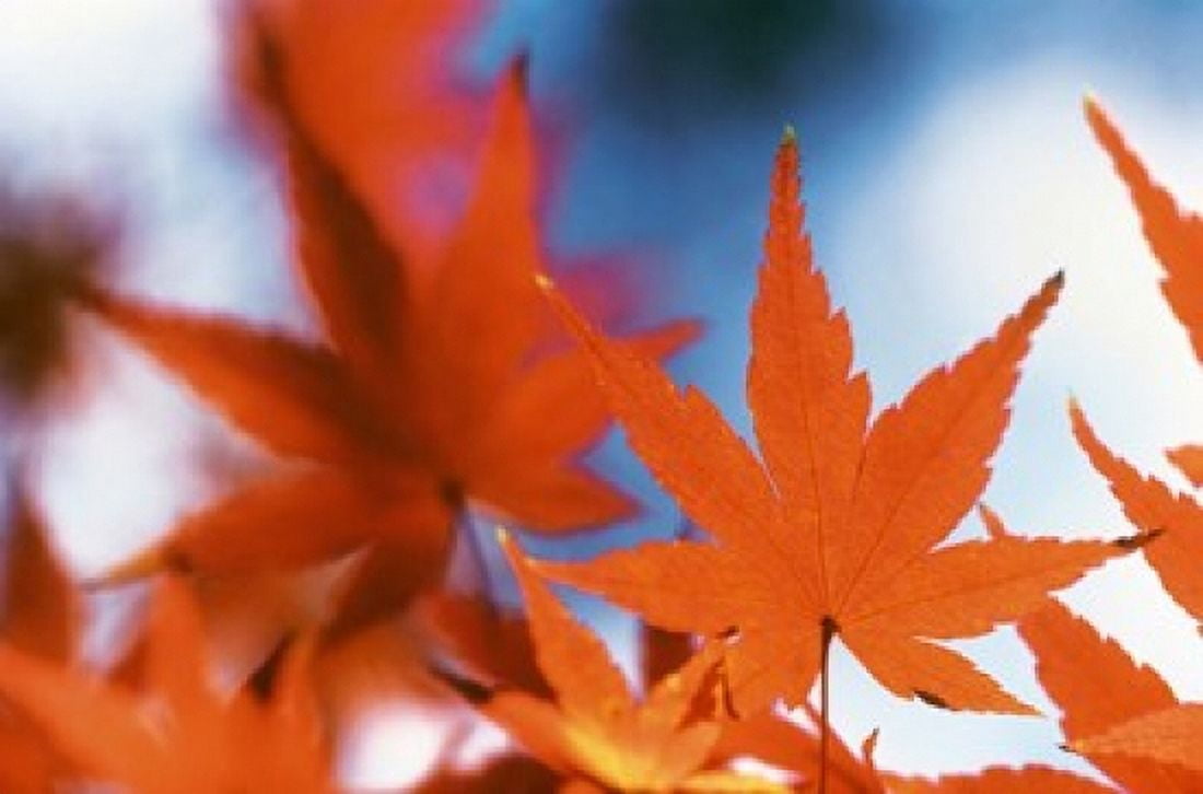 Red Maple Leaves Canvas Art - Panoramic Images (16 x 11)