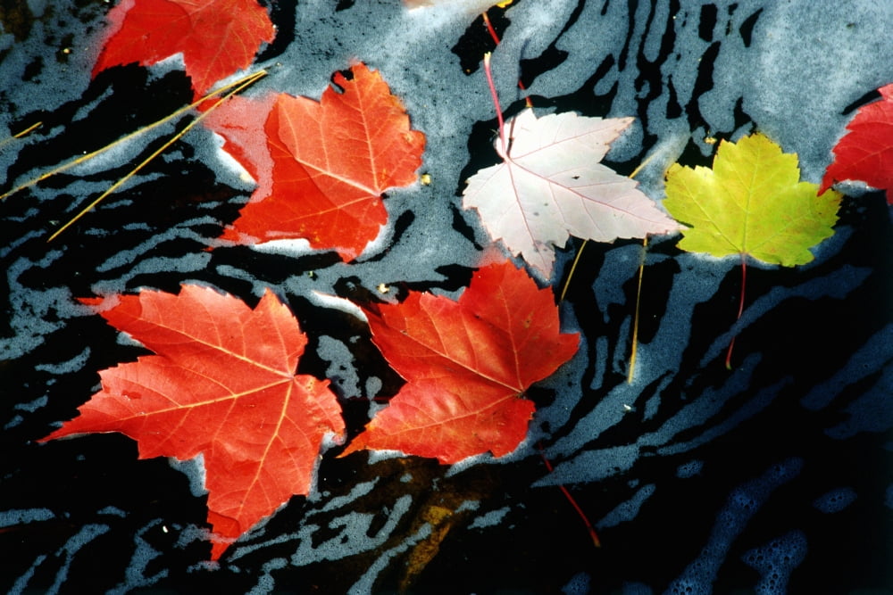 Red Maple Leaves In Stream Canvas Art - Mike Grandmaison Design Pics (36 x 24)
