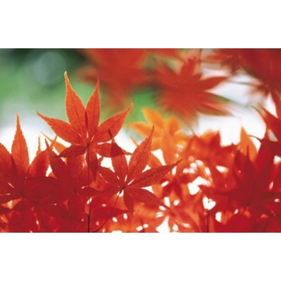 Red Maple Leaves Poster Print by Panoramic Images (16 x 11)
