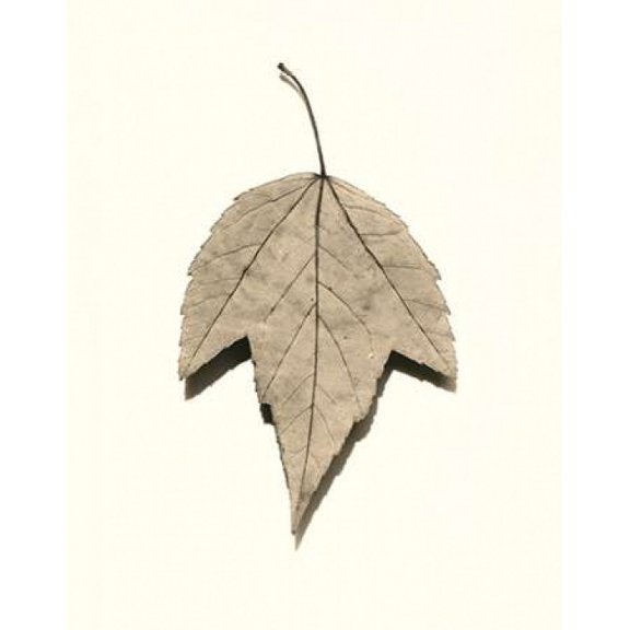 Red Maple Poster Print by Alan Blaustein (11 x 14)