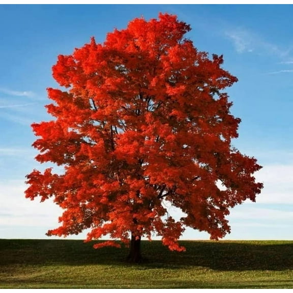Red Maple Seeds for Planting Outdoors - Heirloom Maple Tree Seeds (Acer rubrum) - (100 Seeds)