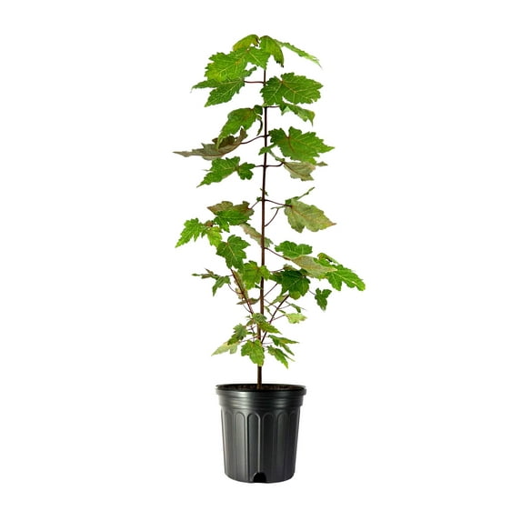Red Maple Tree 1 Large Gallon Size Pots Acer Rubrum Stunning Fall Color for Landscaping Shade Tree with Vibrant Red Leaves