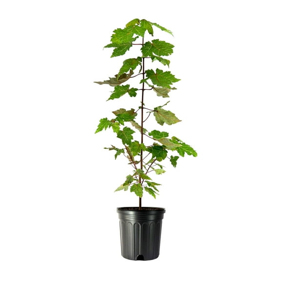 Red Maple Tree  3 Large Gallon Size Pots  Acer Rubrum  Stunning Fall Color for Landscaping  Shade Tree with Vibrant Red Leaves