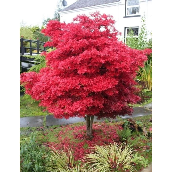Red Maple Tree Live Plant 2.5"Pot, 8-12" Tall, Acer rubrum, Fast Growing Shade Tree, Brilliant Red Fall Color, Hardy Landscape Maple