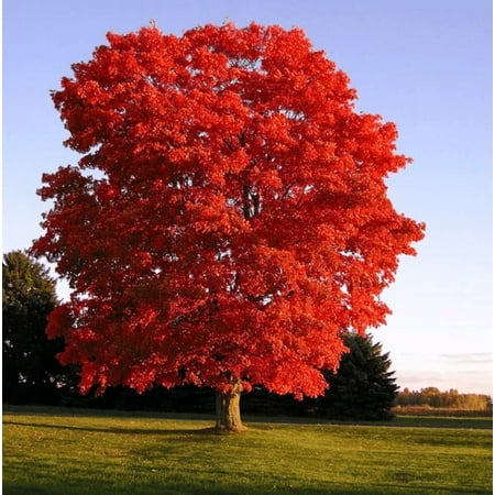 Live Red Maple Tree for Planting, Acer Rubrum Stunning Fall Color for Landscaping Shade Tree with Vibrant Red Leaves 6 to 12 Inch Tall in 2.5 Inch Pot