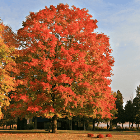 Red Maple Tree Live for Planting, Acer Rubrum Tree Autumn Leaves Tree for Garden 6 to 12 Inch Tall in 4 Inch Pot - Not Ship CA, ID, CO, AZ