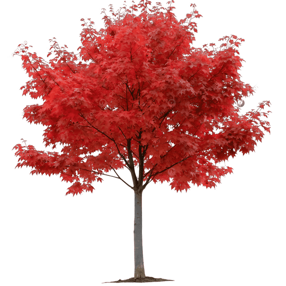 Red Maple Tree Ornamental Shade Tree with Brilliant Red Fall Color for Home Landscapes