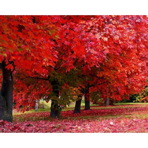 Red Maple Tree Seedlings for Planting | Live Tree Seedlings (16 Seedlings)