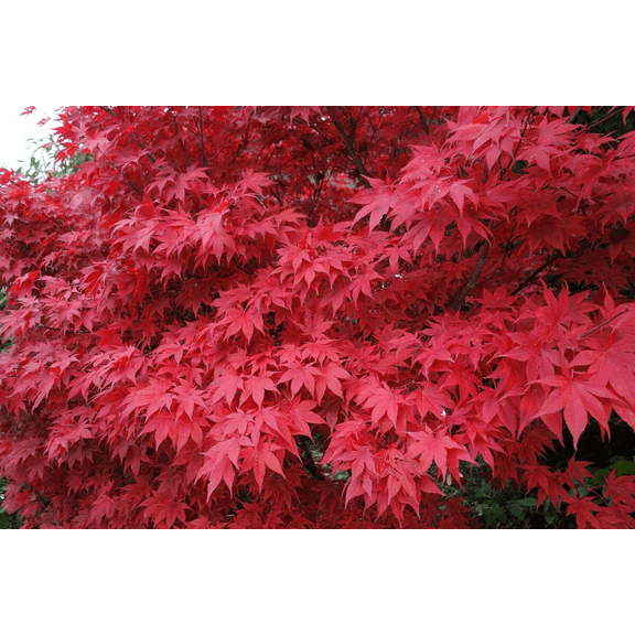 Red Maple Tree Vibrant Red Fall Foliage, 6-12"Tall 4"Pot, No Ship OR, Dormant in Winter