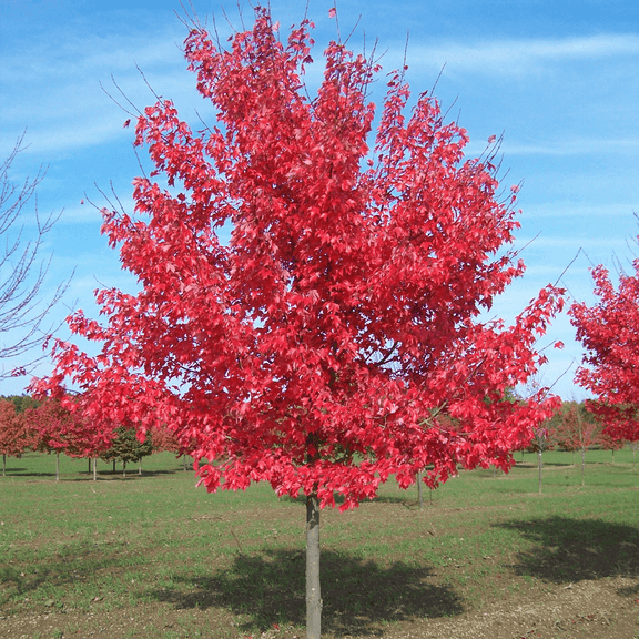 Red Maple Tree Vibrant Red LeavesPlant in Fall 1-2Ft Tall 4" Pot, Dormant in Winter
