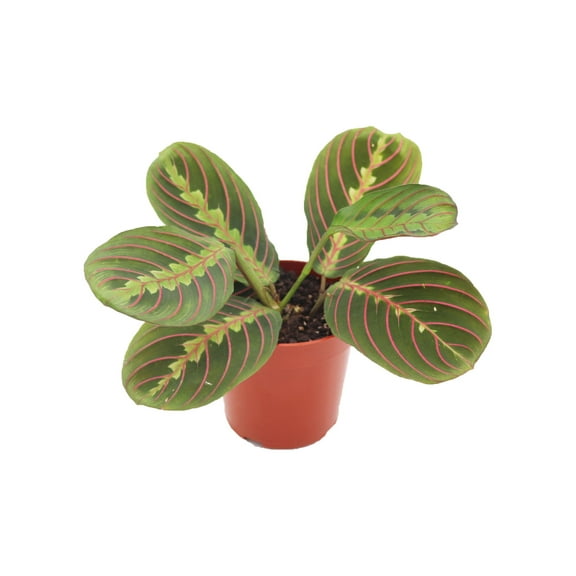 Red Maranta Prayer - 4'' from California Tropicals