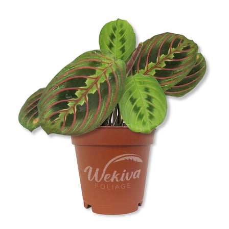 Red Maranta Prayer Plant - 1 Live Starter Plant - Maranta Leuconeura 'Erythroneura' - Beautiful Colorful Foliage Easy Care Indoor Houseplant
