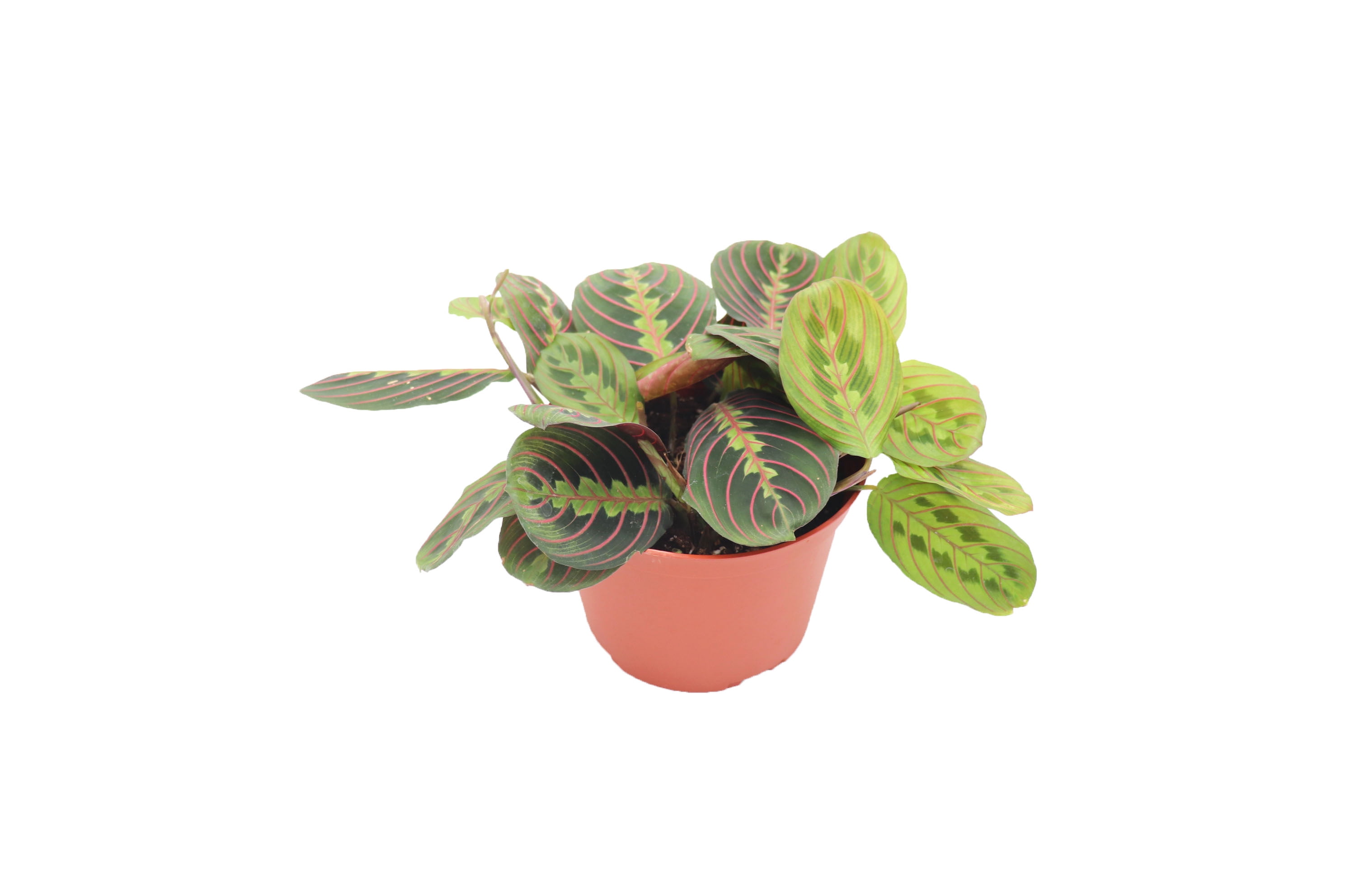 Red Maranta Prayer Plant - 6'' from California Tropicals