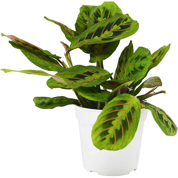 Red Maranta Prayer Plant - Live Plant in a 4 Inch Pot - Maranta Leuconeura Erythroneura - Beautiful Easy to Grow Air Purifying Indoor Plant