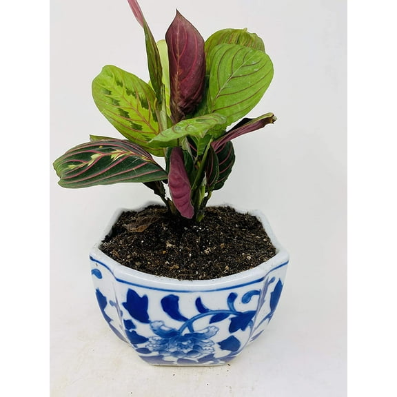 Red Maranta Prayer Porcelaine Indented Corner Pot by JMBAMBOO
