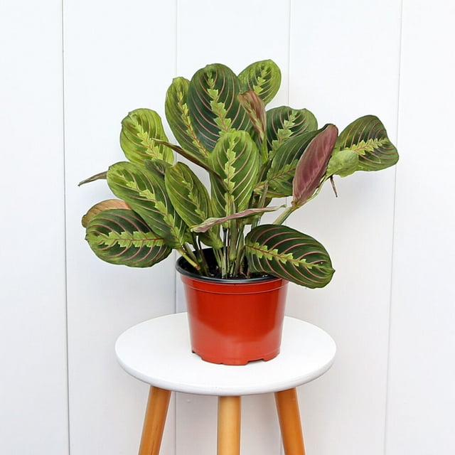 Red Maranta, Prayer Plant, Live Evergreen Houseplant In 6