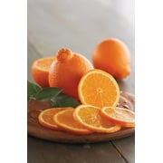 Red Mineola Tangelo Honeybell Tree GRAFTED . Citrus Manderian Fruit. 2-4 ft. we ship to all states