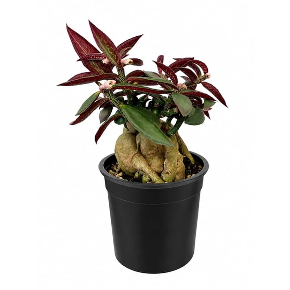 Red Monadenium Plant - 1 Live Plant in a 4 Inch Growers Pot - Monadenium Rubellum - Compact Structural Exotic Foliage Succulent