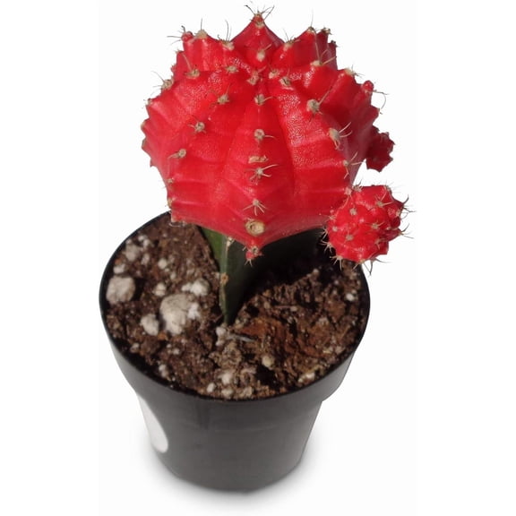 Red Moon Cactus Live Plant, 2.5" Pot