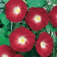 thumbnail image 1 of Red Morning Glory Climbing Vine | 100 Seeds to Plant | Beautiful Flowering Vine - Scarlet Flowers, 1 of 2