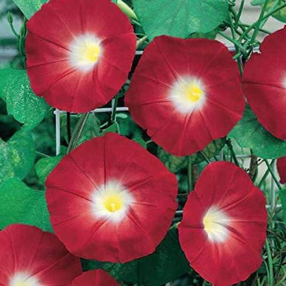 Red Morning Glory Climbing Vine 100 Seeds to Plant Beautiful