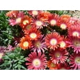 thumbnail image 1 of Red Mountain Ice Plant - Delosperma - Cool Plant for the Sun - Gallon Pot, 1 of 1