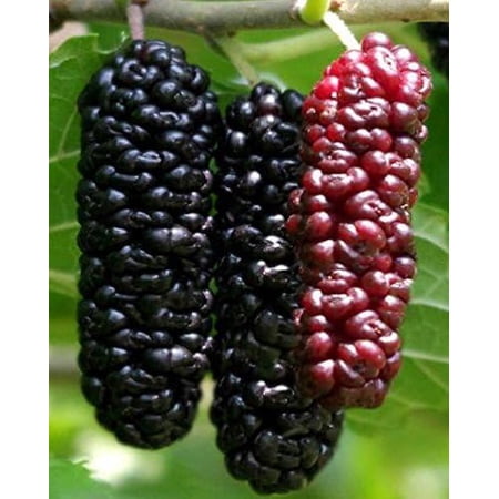 Red Mulberry - Illinois Everbearing Cold Hardy - Morus Rubra