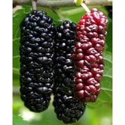 Red Mulberry - Illinois Everbearing Cold Hardy - Morus Rubra