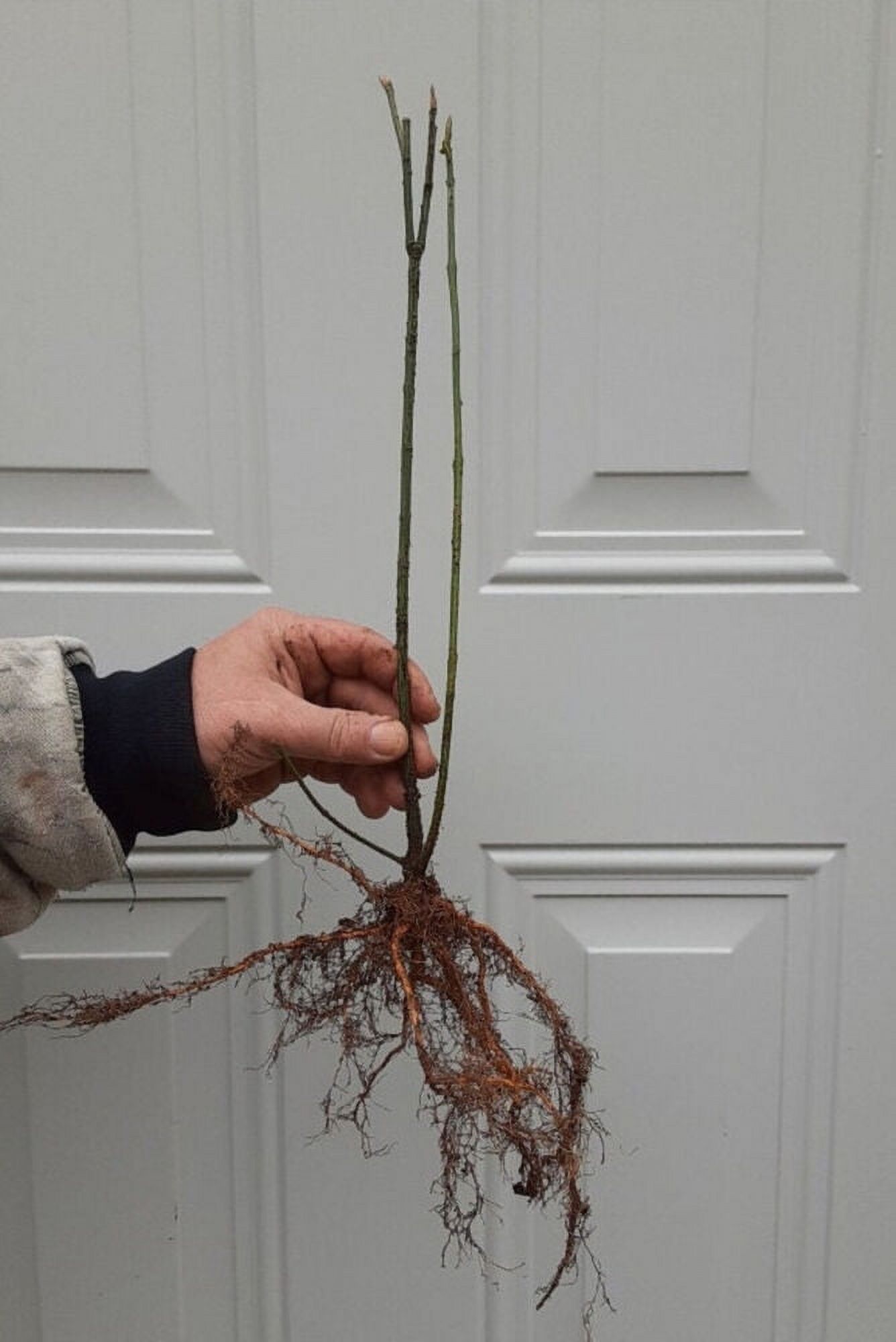 Red Mulberry Tree 612" Tall Live Fruit Plant Bareroot Seedling