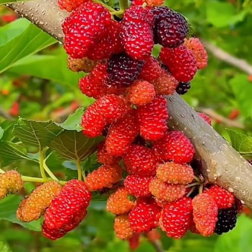 Red Mulberry Tree Live Plant, 5-8" Mulberry Plant for Outdoor Garden and Patio, Perennial Sweet Berries Fruit Bushes, Well Rooted
