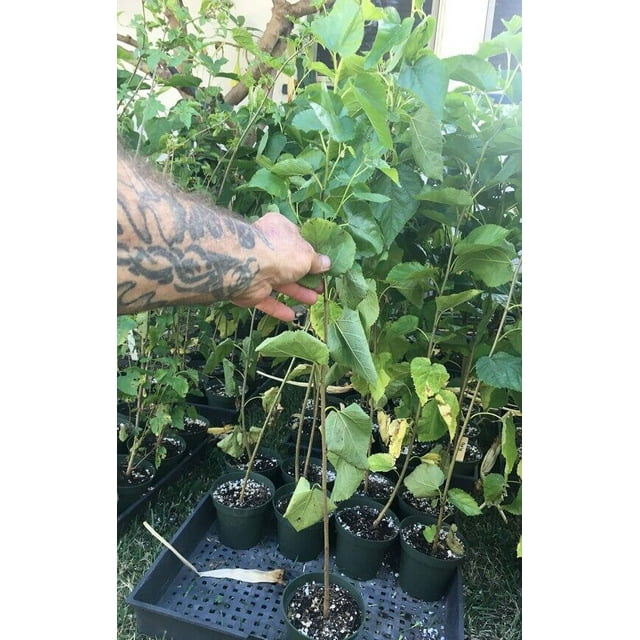 Red Mulberry Tree Live Plant Morus Rubra
